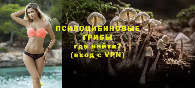 купить   Югорск  Псилоцибиновые грибы Cubensis 